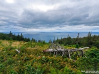 66677RoCrLe - At last! We hike the Skyline Trail, Cape Breton Highlands National Park, NS   Each New Day A Miracle  [  Understanding the Bible   |   Poetry   |   Story  ]- by Pete Rhebergen